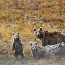 Deosai Safari